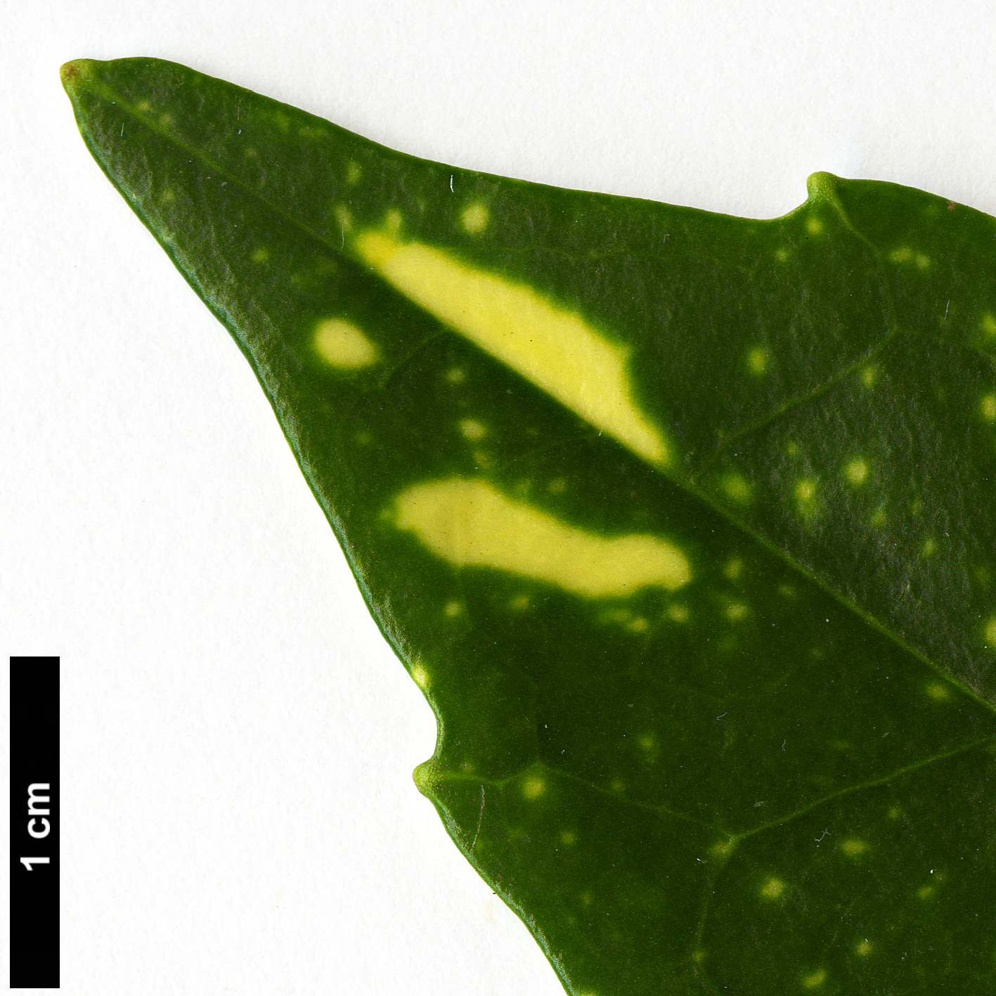 High resolution image: Family: Garryaceae - Genus: Aucuba - Taxon: japonica - SpeciesSub: var. variegata